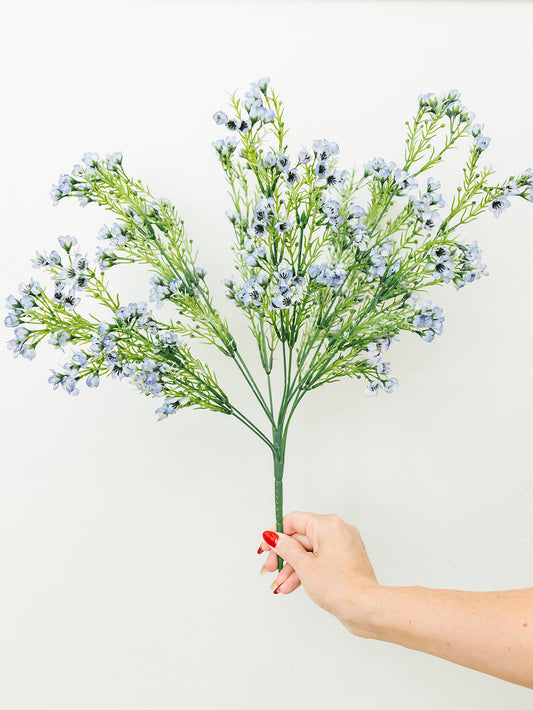 Waxflower Bush Light Blue - 19'