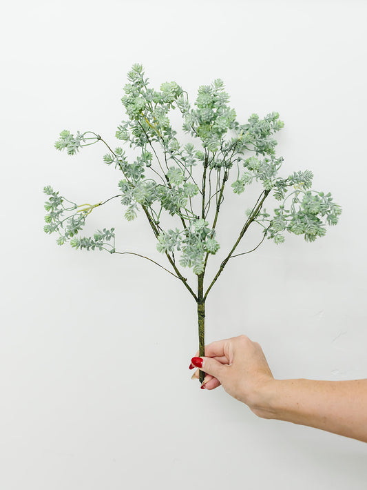 Sedum Bush - 18"