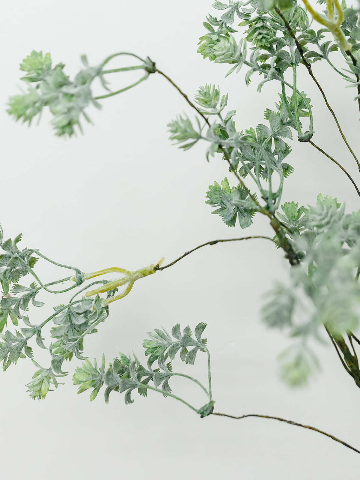 Sedum Bush - 18"