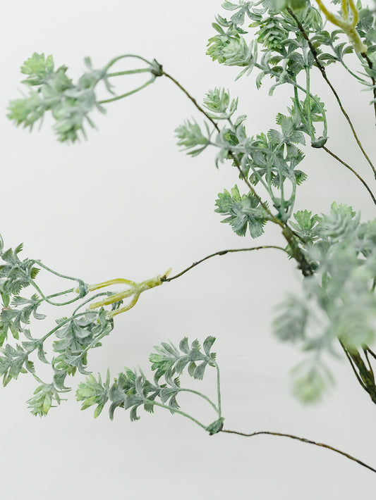 Sedum Bush - 18"