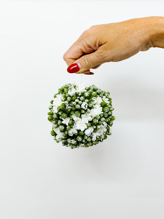 White Kalanchoe Ball 4"
