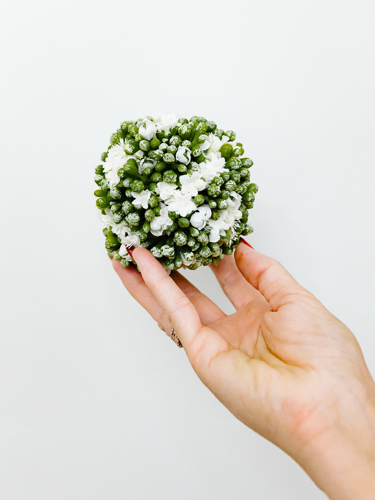 White Kalanchoe Ball 4"