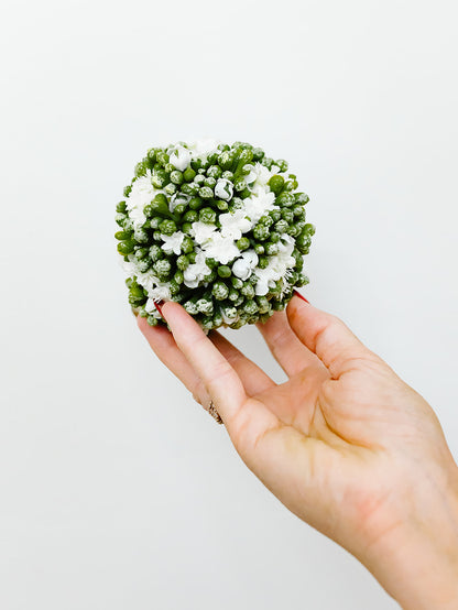 White Kalanchoe Ball 4"